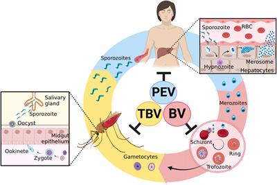 Plasmodium vivax vaccine: What is the best way to go?